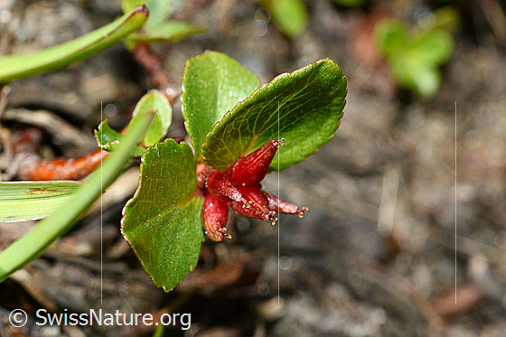 Foto: Kraut-Weide (Salix herbacea). Blätter und Früchte.