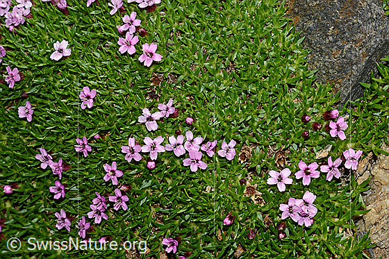 Foto: Kalk-Polsternelke (Silene acaulis). Polster mit Blüten.