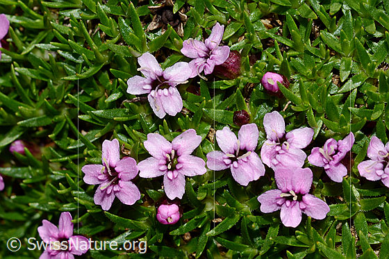 Foto: Kalk-Polsternelke (Silene acaulis). Blüten und Blätter.