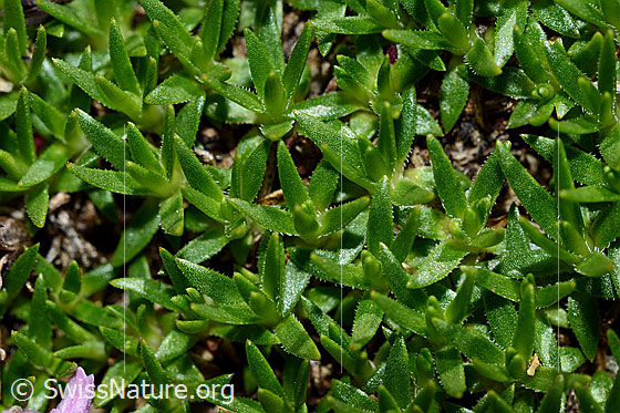 Foto: Kalk-Polsternelke (Silene acaulis). Blätter.