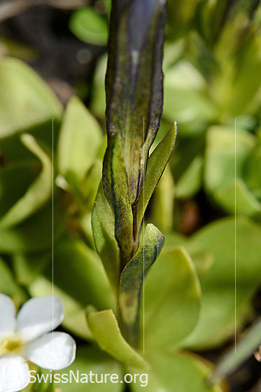 Photo: Gentiana brachyphylla. Leaves, stem and tip.