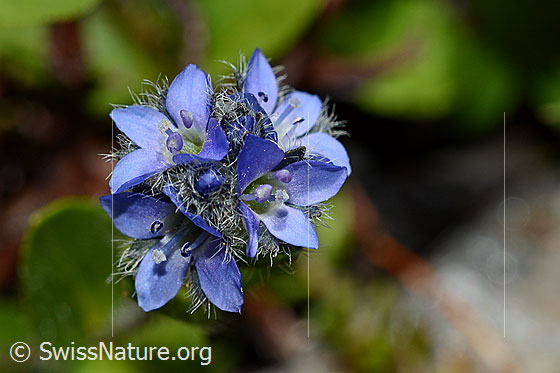 Alpen-Ehrenpreis (Veronica alpina)