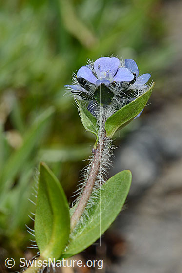 Foto: Alpen-Ehrenpreis (Veronica alpina). Blätter, Stängel und Blüte.