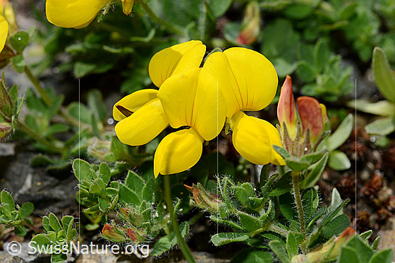 Foto: Alpen-Hornklee (Lotus alpinus). Blüten.