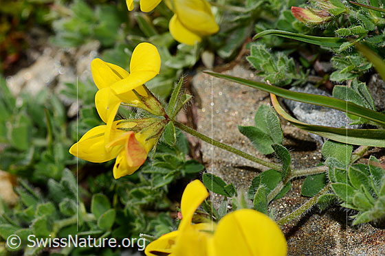 Photo: Lotus alpinus. Flowers, calyx and stem.