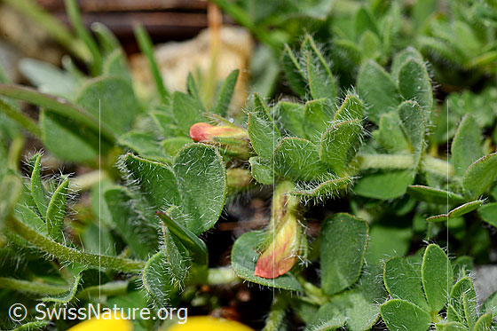 Foto: Alpen-Hornklee (Lotus alpinus). Blätter.