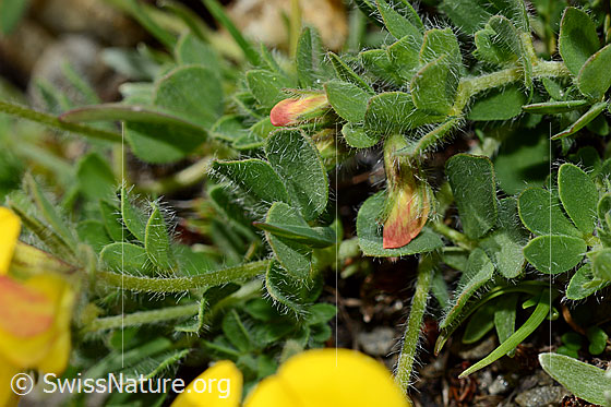 Photo: Lotus alpinus. Leaves.