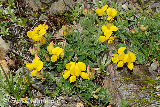 Foto: Alpen-Hornklee (Lotus alpinus). Ganze Pflanze.
Umgebung:
Lat.: Lotus alpinus
Familie: Fabaceae (Schmetterlingsblütler)
Gattung: Hornklee