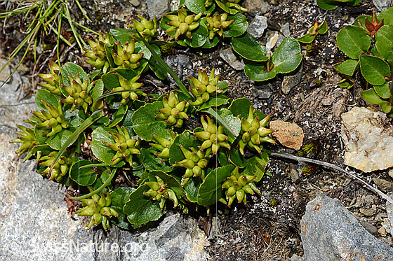 Photo: Salix herbacea. Whole plant (habiti).