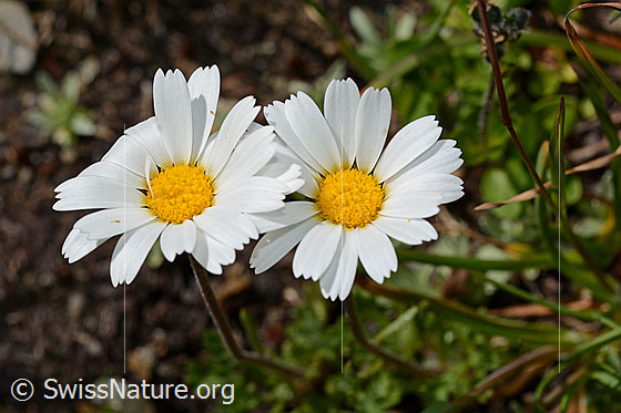 Gewöhnliche Alpenmargerite (Leucanthemopsis alpina)