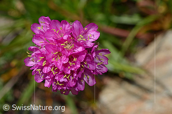 Alpen-Pechnelke (Silene suecica)