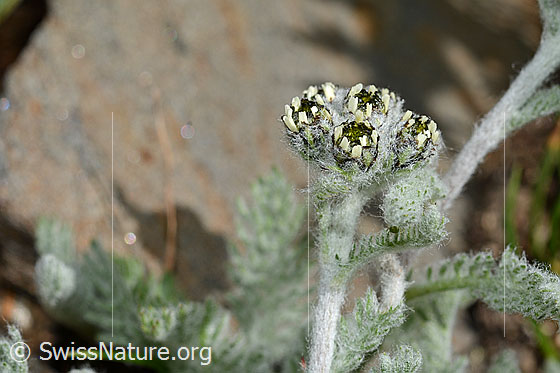 Foto: Zwerg-Schafgarbe (Achillea nana). Blüten geschlossen oder verblüht. Stängel.