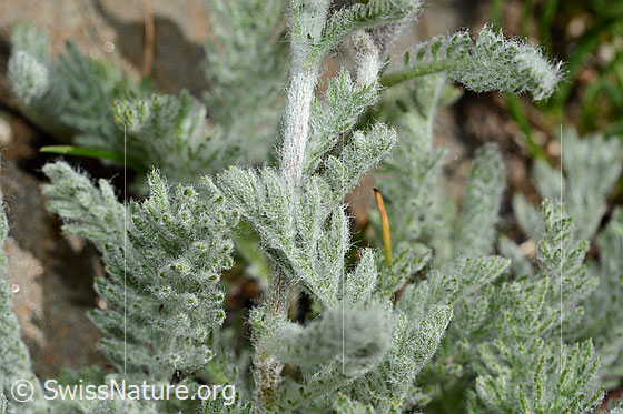 Foto: Zwerg-Schafgarbe (Achillea nana). Blätter.