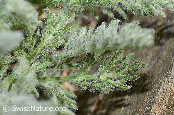 Foto: Zwerg-Schafgarbe (Achillea nana). Blätter.
