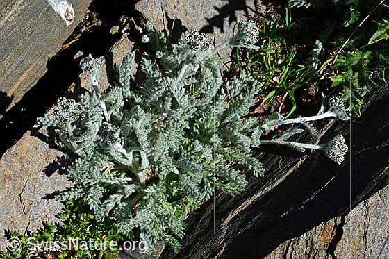Foto: Zwerg-Schafgarbe (Achillea nana). Ganze Pflanze.