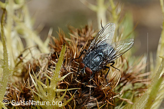 Calliphora vicina (Schmeissfliege) auf Alpen-Kratzdistel (Cirsium spinosissimum)