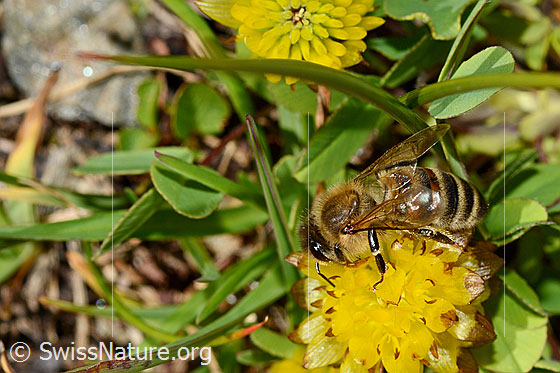 Photo: Apis mellifera ligustica on Trifolium badium. Length 11-13mm.
