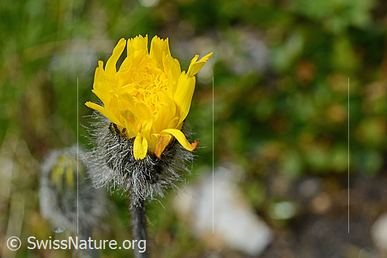 Foto: Grauzottiges Habichtskraut (Hieracium piliferum). Halb geöffnete Blüte.