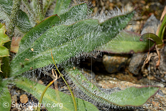 Foto: Grauzottiges Habichtskraut (Hieracium piliferum). Dicht behaarte Blätter.