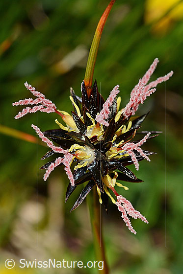 Jacquins Binse (Juncus jacquinii)