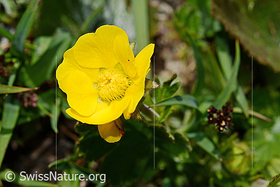 Gemeine Berg-Nelkenwurz (Geum montanum)