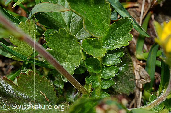 Foto: Gemeine Berg-Nelkenwurz (Geum montanum). Stängel und Blätter.