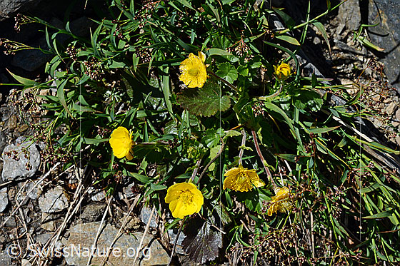 Foto: Gemeine Berg-Nelkenwurz (Geum montanum). Ganze Pflanze (Habitus).