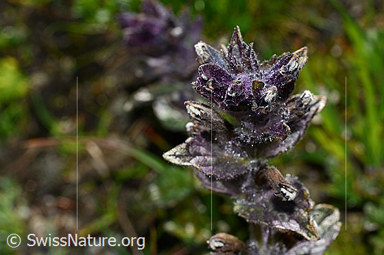 Foto: Alpenhelm (Bartsia alpina). Blüten.