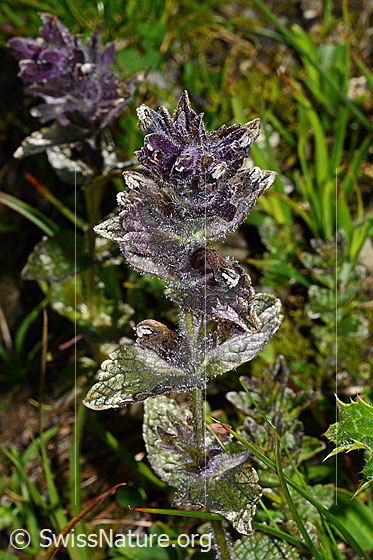 Foto: Alpenhelm (Bartsia alpina). Ganze Pflanze (Habitus).
