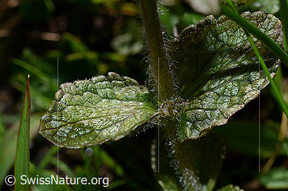 Foto: Alpenhelm (Bartsia alpina). Stängel und Blätter.