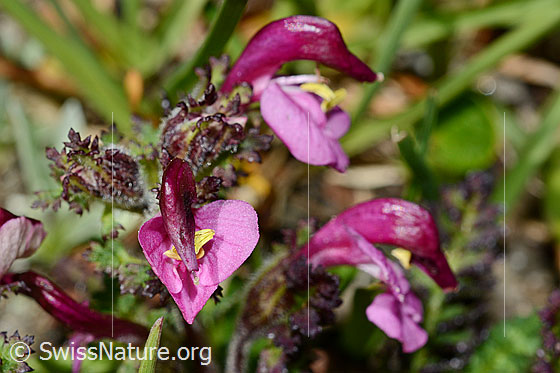 Kerners Läusekraut (Pedicularis kerneri)