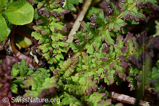 Foto: Kerners Läusekraut (Pedicularis kerneri). Blätter.