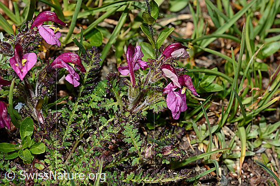 Foto: Kerners Läusekraut (Pedicularis kerneri). Ganze Pflanze (Habitus)