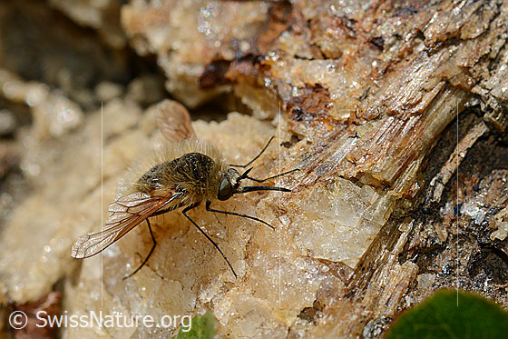 Bombylius semifuscus (Wollschweber)