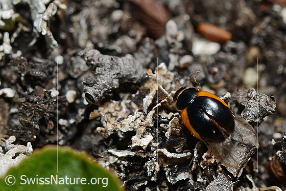 Foto: Wahrscheinlich Coccinella venusta (Marienkäfer). Ansicht von oben.