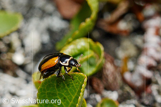 Coccinella venusta (Marienkäfer)