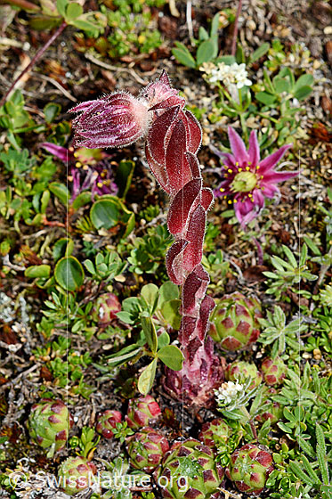 Foto: Berg-Hauswurz (Sempervivum montanum). Ganze Pflanze.