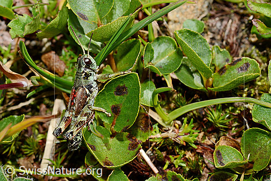 Foto: Nordische Gebirgsschrecke (Bohemanella frigida). Länge 18 - 21mm. Die roten Punkte unter den Flügeln sind Milben (Acari).