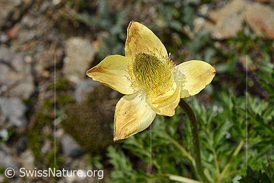 Foto: Schwefel-Anemone (Pulsatilla alpina subsp. apiifolia). Blüte kurz vor dem Verblühen.