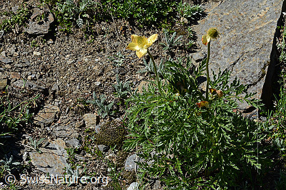 Foto: Schwefel-Anemone (Pulsatilla alpina subsp. apiifolia). Ganze Pflanze (Habitus).