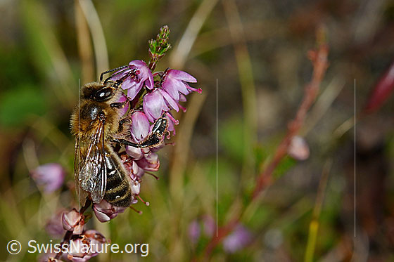 Foto: Honigbiene (Apis mellifera) an Besenheide (Calluna vulgaris). Länge 11 - 13mm. Ansicht von schräg oben.