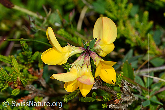 Photo: Lotus corniculatus. Blossoms.