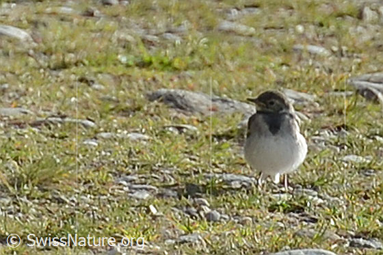 Photo: Motacilla alba. View from the front.