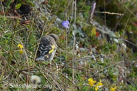 Photo: Young Carduelis carduelis. View from behind.
