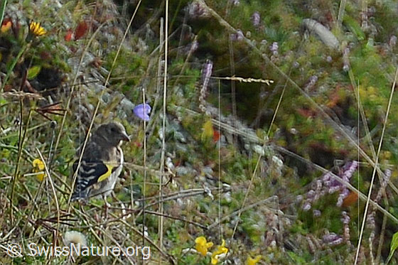 Foto: Junger Distelfink (Carduelis carduelis). Ansicht von seitlich hinten.