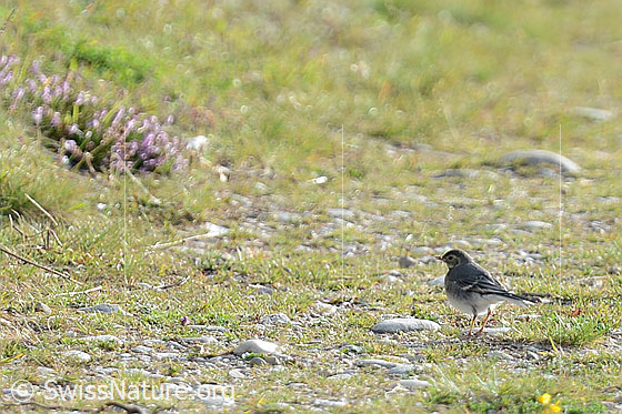 Photo: Motacilla alba. View from the side.