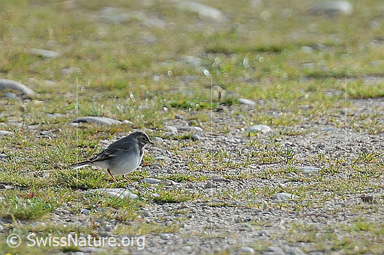 Photo: Motacilla alba. View from the side.