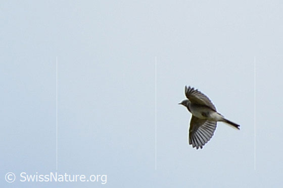 Photo: Motacilla alba. In flight.