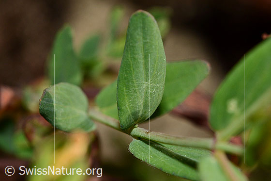 Foto: Geflecktes Johanniskraut (Hypericum maculatum). Stängel und Blätter.