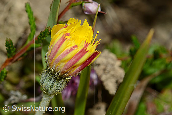 Foto: Wahrscheinlich Langhaariges Habichtskraut (Hieracium pilosella). Geschlossene Blüte. Ansicht von der Seite.